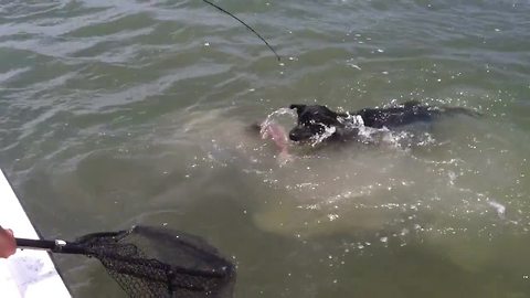 Dog Jumps Into The Ocean To Catch A Fish