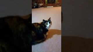 Cat Gets a Treat Part 2