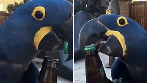 Parrot Opens Beer Bottle with his Beak