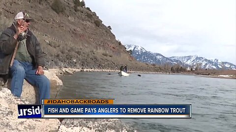 South Fork Snake rainbows