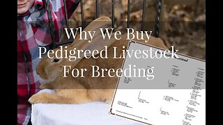 Why We Buy PEDIGREED Livestock for BREEDING