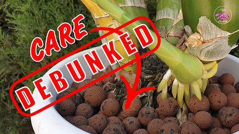 🛑 Debunking Catasetinae Care: Rethink Repotting & Dormancy | Organic / Inorganic Media #ninjaorchids