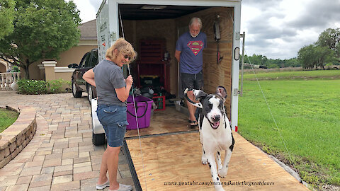 Great Dane loves to run up and down trailer ramp