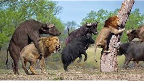 Lion vs Buffalo vs Tiger | Most Amazing Wild Animal Fights HD / Plz Like The Video