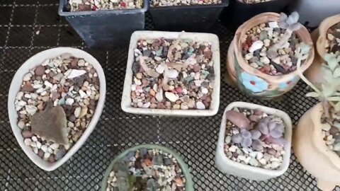 My collection succulents plants and Cactus | Plantita | Roosterjane