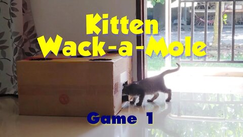 Kitten Wack-a-Mole - these little guys are having big-time fun