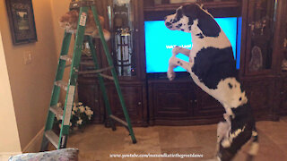 Bouncing Great Dane Has A Chat With Ladder Climbing Cat