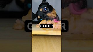 VIRAL CUTE DOG ENJOYS CRUNCHY ASMR #shorts #short #asmr #youtube #viral