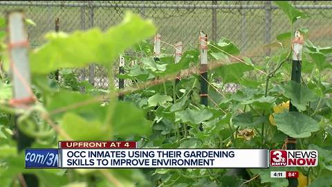 Monarch habitat at Omaha Correctional Center