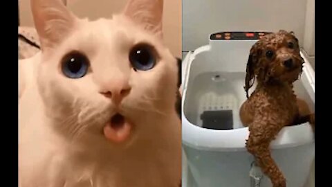 What is this crazy cat ?😂 cute reaction | animals funny moment |try to don't lough