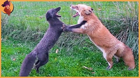 13 Crazy Fighting And Hunting Moments By Foxes