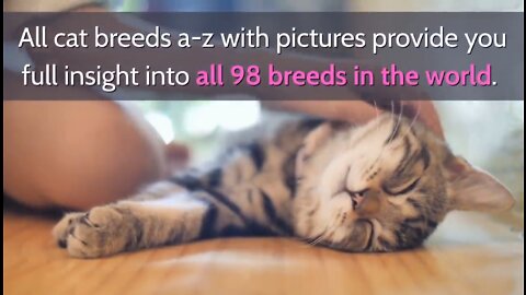 All 98 Cat Breeds A-Z With Pictures