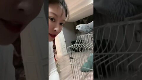 Chinese Girl Training Her Pet Birds To Speak Chinese