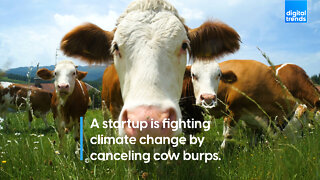 A startup is fighting climate change by canceling cow burps.