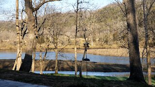 Deer playing in the White river