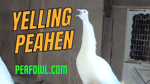 Yelling Peahen, Peacock Minute, peafowl.com