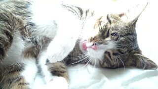 Sweet Kitten Wakes up and Yawns