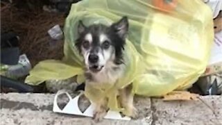 Un chien trouvé abandonné dans les poubelles