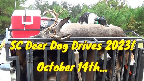 SC Deer Dog Drives 2023! 10-14... Bucks in the Cut-over!