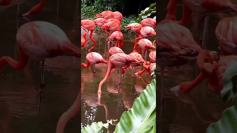 Flamingos belong to one of the most ancient bird families.