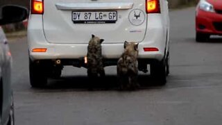 Hyener prøver å spise bil