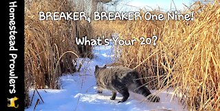 Homestead Cats Communicate To Each Other While on Winter Walk