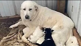Dog adopts baby goat