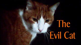 The Evil Cat 2008 full movie