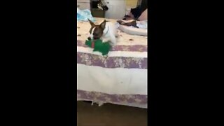 Princess plays with Big Green Pig