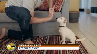 PET TAL,K TUESDAY - TRAINING PETS