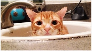 Marmalade’s Feline Guide To Human Bathroom For Dummies