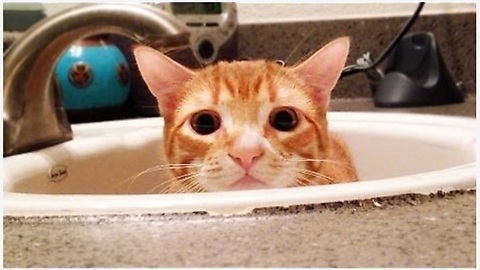 Marmalade’s Feline Guide To Human Bathroom For Dummies