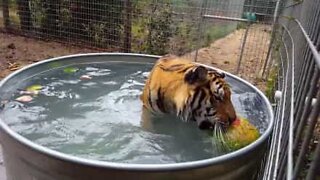 Tigers just want to have fun