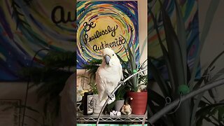 #shorts #cutepets #parrot #cockatoo #funnyanimals #birdshorts #fyp #dance #music @SteveCutlerLive