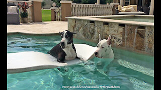Summer-loving Great Danes loves to lounge in the pool