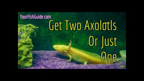 Should Axolotls Be Kept In Pairs? Or Be Kept Alone ~ | YourFishGuide.com