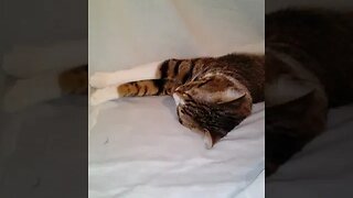 Cute Cat Sleeps with Stretched Paws #shorts