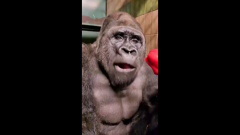 Gorilla