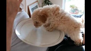 Ce petit chiot escalade sur une assiette