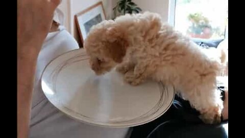 Ce petit chiot escalade sur une assiette