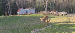 Deer grazing in the spring