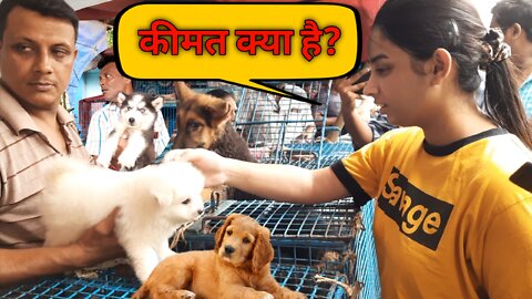 cute puppy and kitten market india