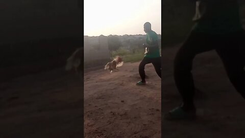 Street fight: Cock vs Human #shorts #viral #viralvideos #viralshorts