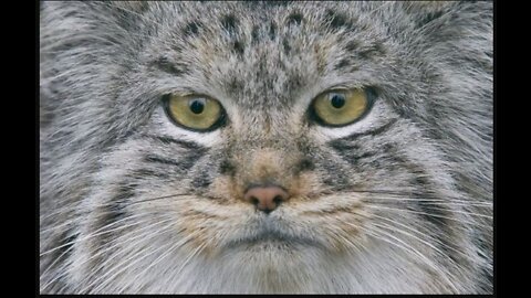 Pallas cat no. 2 in the list of the top most deadliest cat in the world.