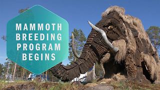 Jurassic Park IRL: How the mammoth can help our future