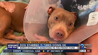 Misty the dog is recovering well after being found stabbed 11 times in Baltimore