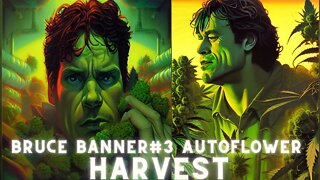 Bruce Banner #3 Harvest Under MarsHydro FC-E6500