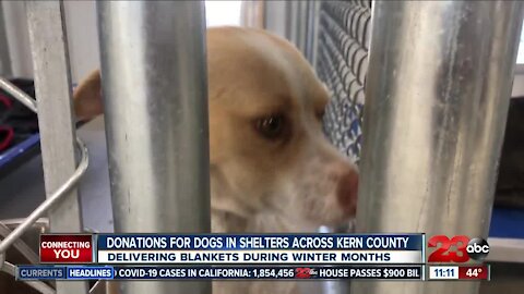 Local reporter holds fundraiser for dogs in shelter