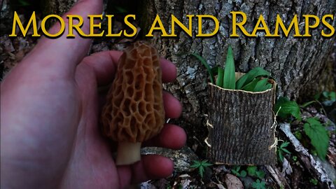 Ramp and Morel Mushroom Spring foraging. Wild leeks, Pine Pollen, Reishi, Chaga and cooking Pizza.
