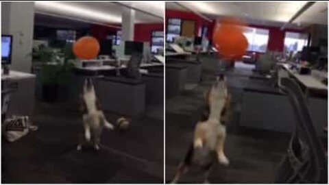 This corgi loves playing with balloons